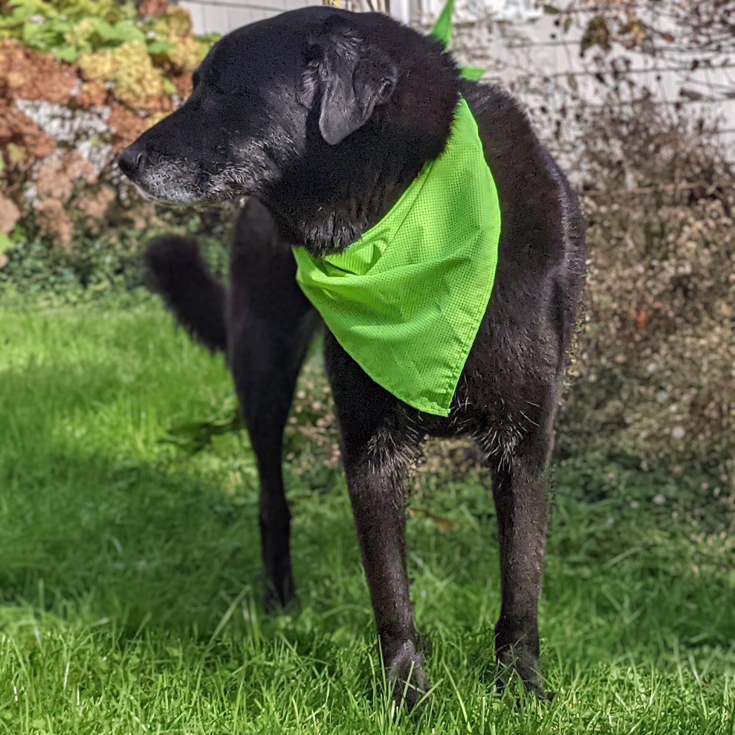 Fluorescent dog shop bandanas